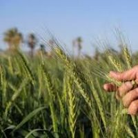 مزارع للبيع