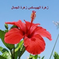 هايبسكس زهرة حمراء