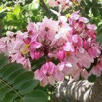 اكاسيا ندوزا