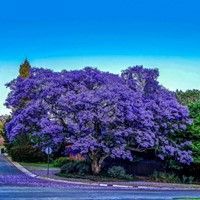 الجاكرندا