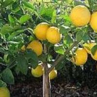 ليمون يوريكا اصفر شتوي