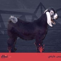 تيس عارضي لباني
